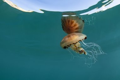 A compass jellyfish swimming near the surface of clear blue water, it is being partially reflected back from the surface making it seem like the surface is a mirror