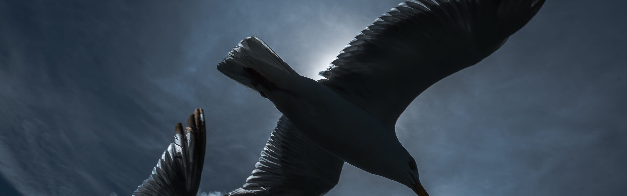 Herring gull