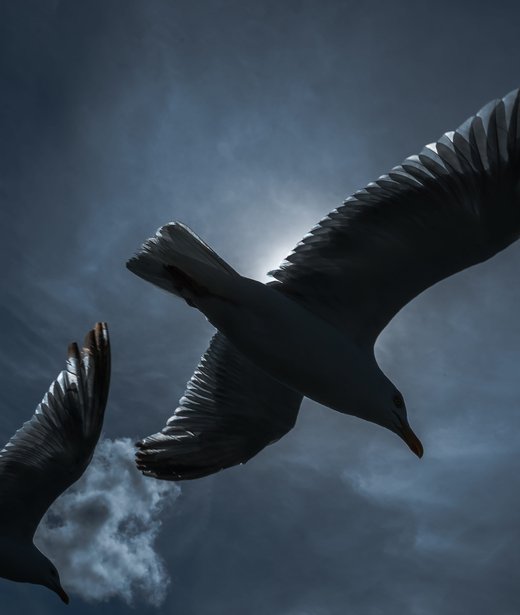 Herring gull