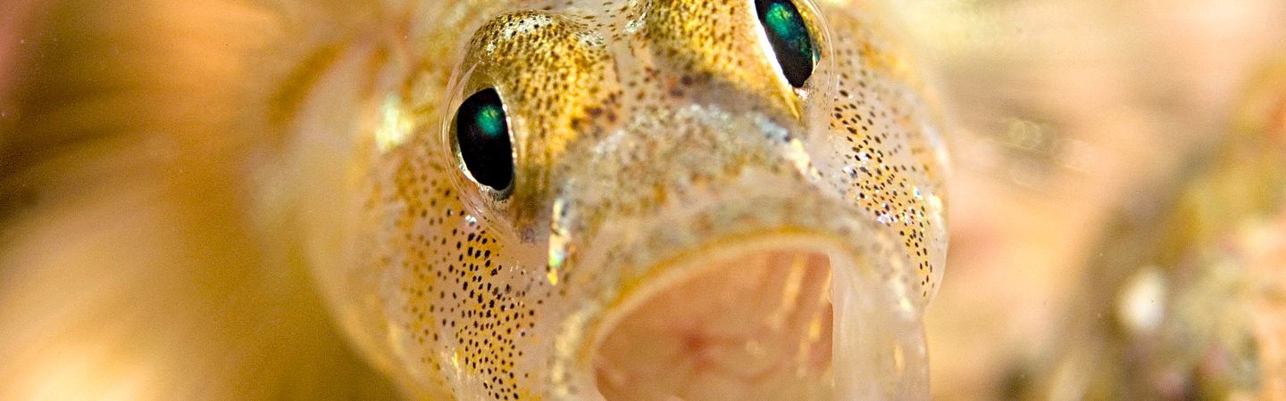 A close up of a painted goby. Its mouth is open making it looked surprised.