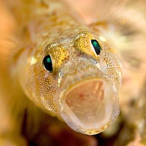 A close up of a painted goby. Its mouth is open making it looked surprised.