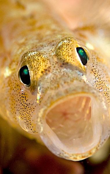 A close up of a painted goby. Its mouth is open making it looked surprised.