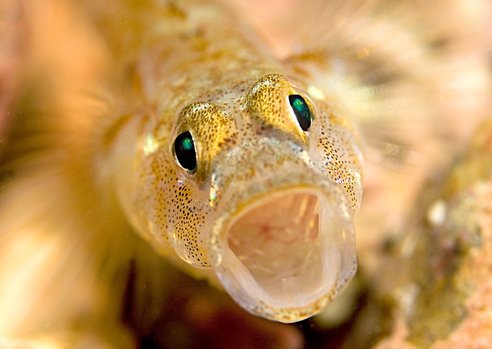 A close up of a painted goby. Its mouth is open making it looked surprised.