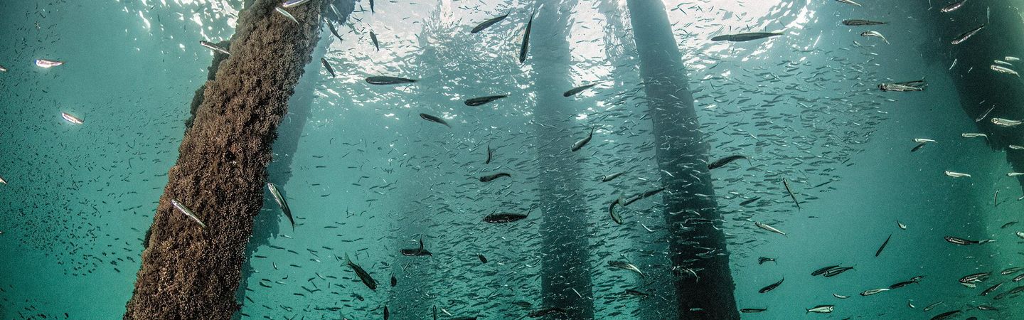 Fish swimming underneath Swanage pier. The iron poles holding up the pier are covered in marine life.