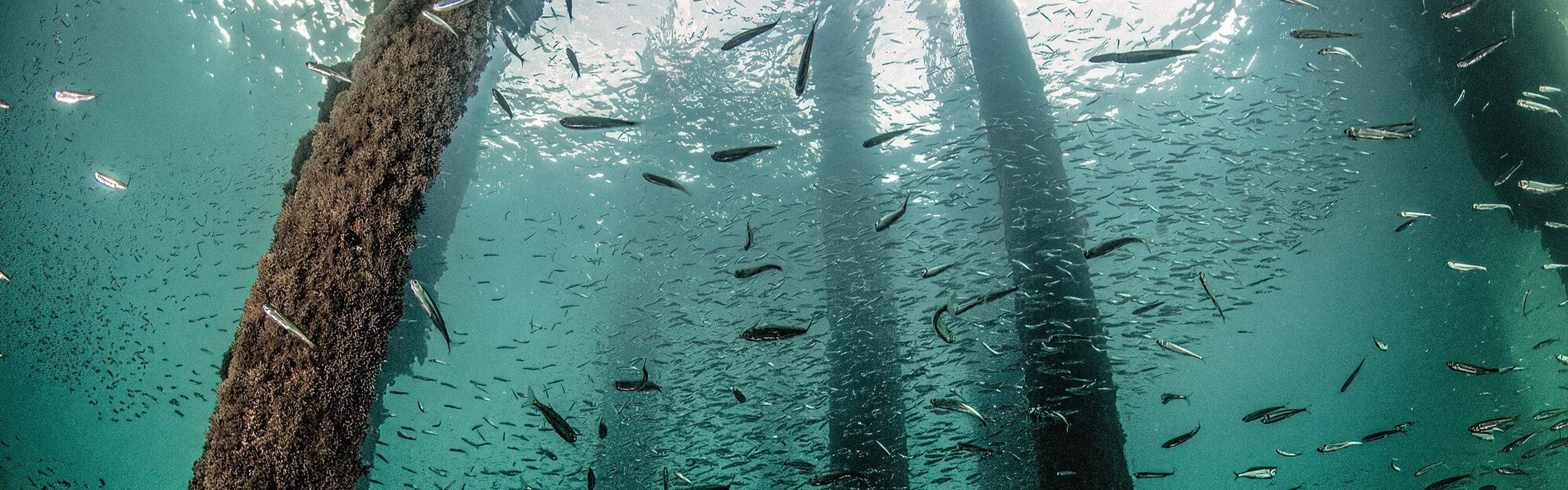 Fish swimming underneath Swanage pier. The iron poles holding up the pier are covered in marine life.