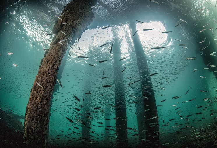 Fish swimming underneath Swanage pier. The iron poles holding up the pier are covered in marine life.
