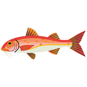 Red mullet