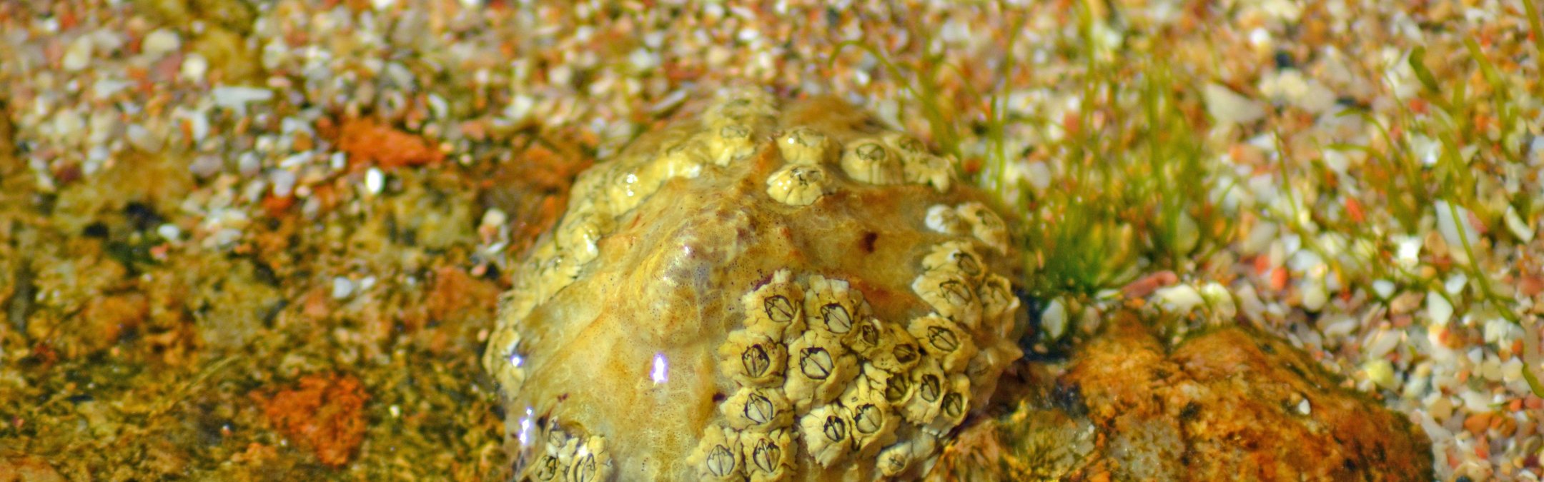 Acorn barnacle