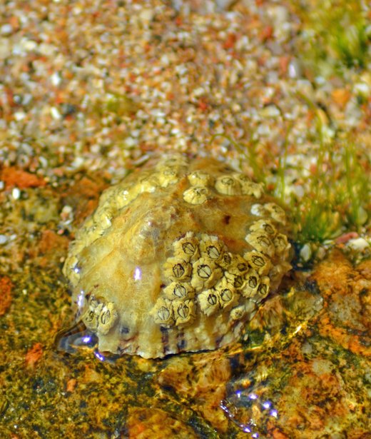 Acorn barnacle