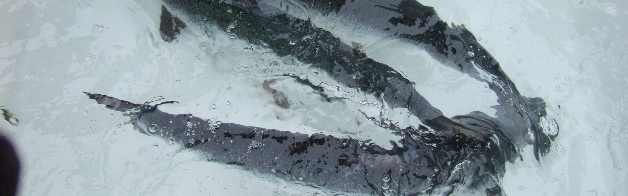 Three atlantic salmon in a white tub
