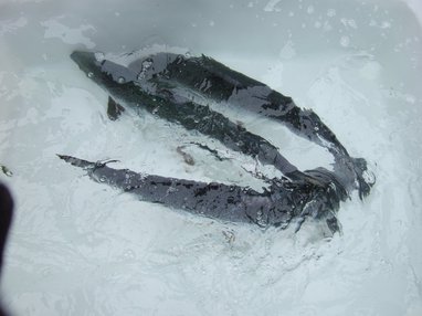 Three atlantic salmon in a white tub