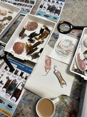 The camera is pointing down at a table adorned with trays full of sealife, surrounded by paper with artwork on them and identification guides.