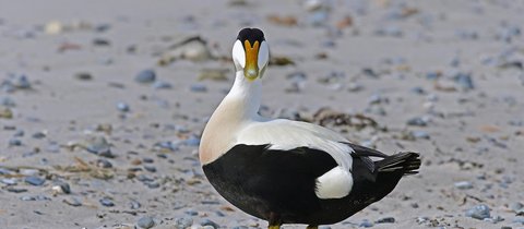 A male black and white eider duck looks right at the camera. With a white face, neck and top and a black head and underside, it looks a little like it's wearing a tuxedo and is a large duck. It's bill is bright orange/yellow and its feet are yellow.
