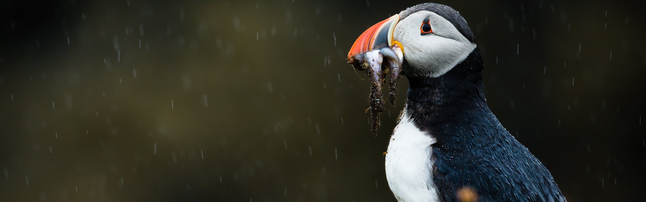 An Atlantic puffin, a black and white seabird with a brightly colored orange and red beak, stands on a grassy cliff edge in the rain, holding several small fish in its mouth.