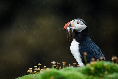 An Atlantic puffin, a black and white seabird with a brightly colored orange and red beak, stands on a grassy cliff edge in the rain, holding several small fish in its mouth.