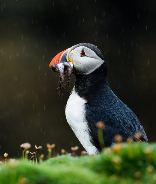 Puffin (Atlantic, common)