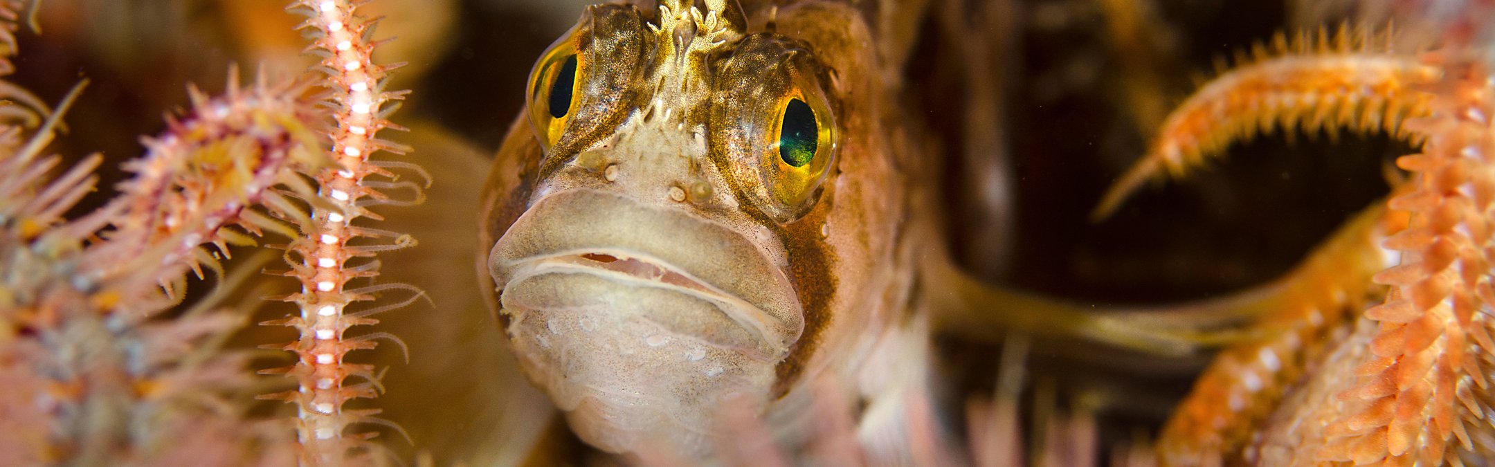 Yarrell's blenny
