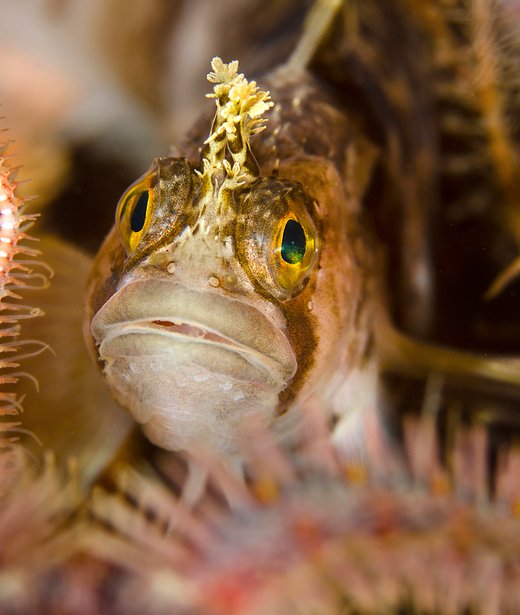 Yarrell's blenny