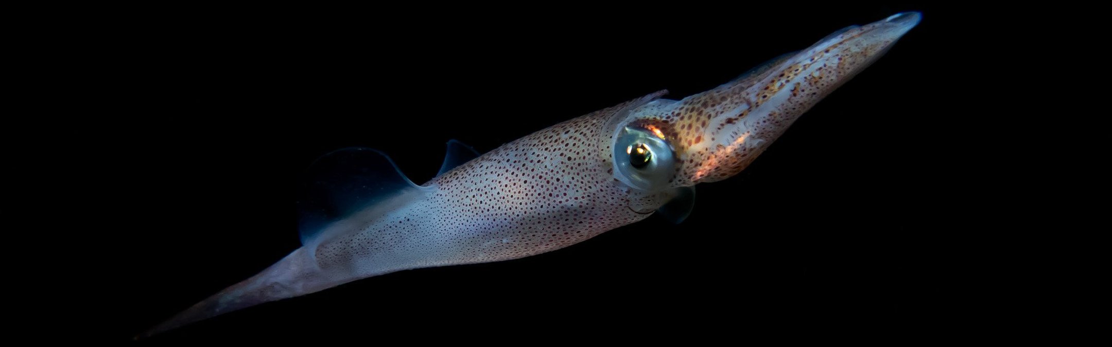 A close up of a squid. It is almost completely translucent. The background is completely black.
