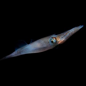 A close up of a squid. It is almost completely translucent. The background is completely black.