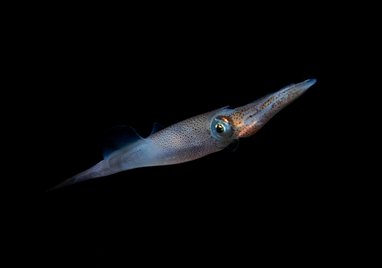 A close up of a squid. It is almost completely translucent. The background is completely black.