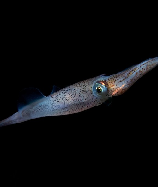 Squid (European)