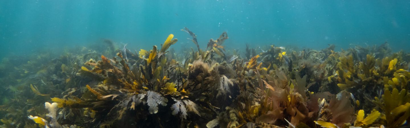 Intertidal seaweed on the seabed with turquoise waters above and the sun rays shining down into the water