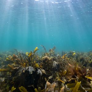 Intertidal seaweed on the seabed with turquoise waters above and the sun rays shining down into the water