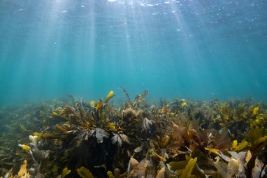 Intertidal seaweed on the seabed with turquoise waters above and the sun rays shining down into the water