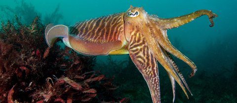 A cuttlefish swimming with arms outstretched in front of it and its eye clearly visible. Its eye is large with a wide iris reminiscent of a goats. Its back 'shell' is long and covered in swirling brown patterns with frills alongside it.