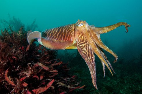 A cuttlefish swimming with arms outstretched in front of it and its eye clearly visible. Its eye is large with a wide iris reminiscent of a goats. Its back 'shell' is long and covered in swirling brown patterns with frills alongside it.