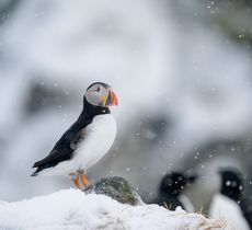 Atlantic (common) puffin