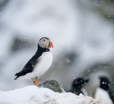 Puffin (Atlantic, common)