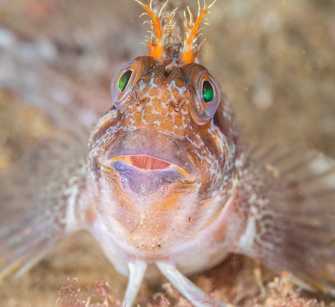 A tompot blenny looks comically up at the camera with a characteristically surprised look! Its frilly orange 'antler'-like antennae can clearly be seen while its big green eyes and slightly open mouth add to the 'surprised' effect. It has transparent fins