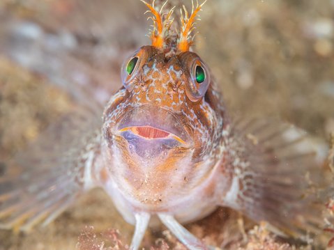 A tompot blenny looks comically up at the camera with a characteristically surprised look! Its frilly orange 'antler'-like antennae can clearly be seen while its big green eyes and slightly open mouth add to the 'surprised' effect. It has transparent fins