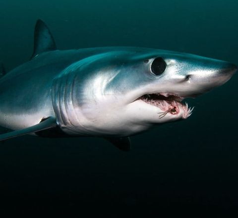 Shortfin mako shark