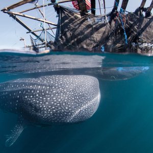 Split between an underwater/surface view, a majestic whale shark with characteristic spotted skin swims close to a fishing vessel.