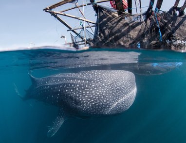 Split between an underwater/surface view, a majestic whale shark with characteristic spotted skin swims close to a fishing vessel.