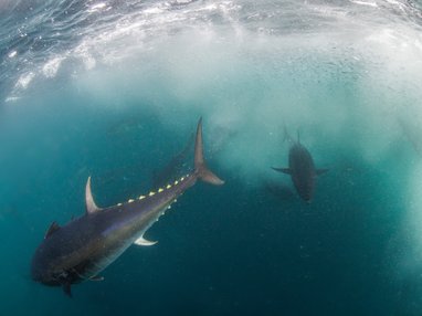 Bluefin tuna can be seen swimming in Cornish water. The fish in the foreground can be seen from the side with incredible yellow finlets. In the background is another large tuna which looks shadowy in the dark blue water.