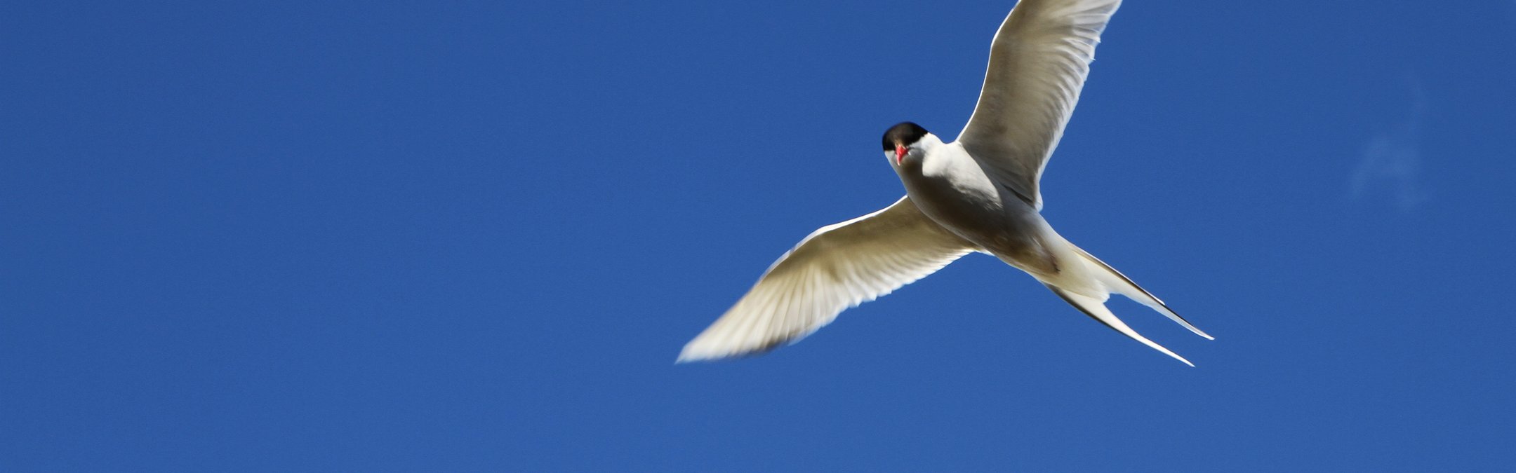 Arctic tern