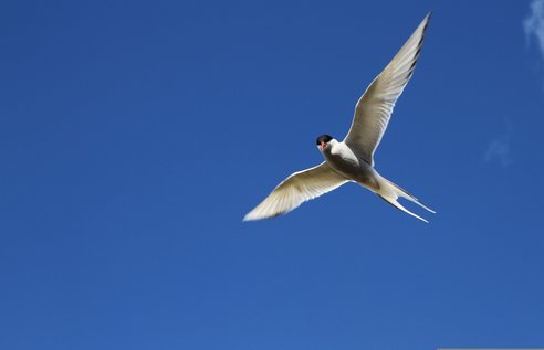 An Arctic tern in flight shown from below. Its sleek pointed wings and tail streamers can be clearly seen with a backdrop of a bright blue sky. You can see the white body and the red beak and black head.