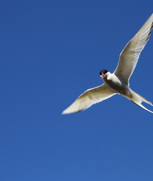 Arctic tern