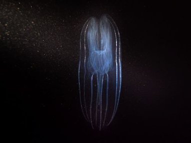 A comb jelly