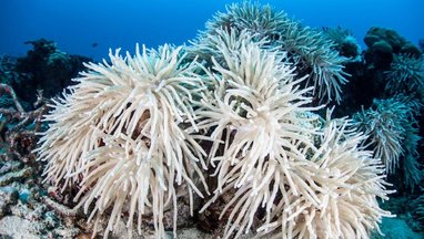 Bleached white corals caused by he heated ocean.