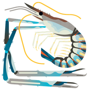 Giant river prawn