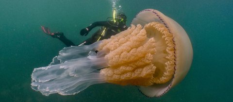 Barrel jellyfish