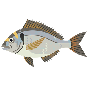 Gilthead bream