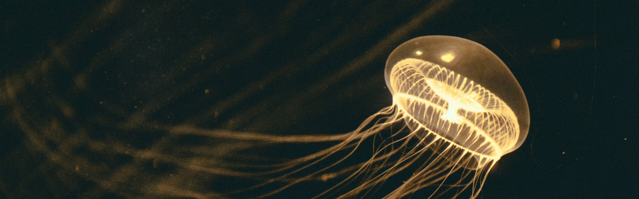 Crystal jellyfish