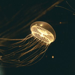 Crystal jellyfish swimming in water column with yellow gold appearance and a round head and stringy tentacles against black background.