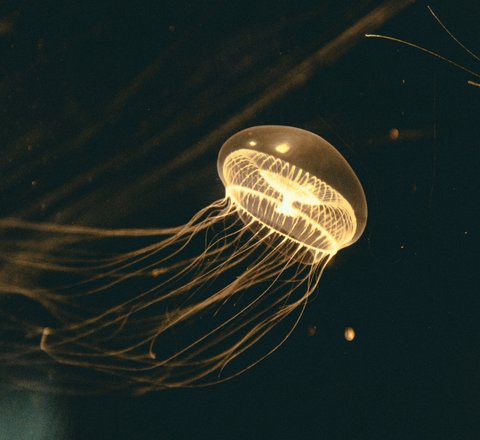 Crystal jellyfish swimming in water column with yellow gold appearance and a round head and stringy tentacles against black background.